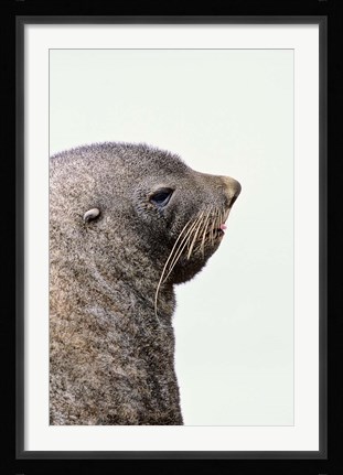 Framed Close up of Antarctic Fur Seal, South Georgia, Sub-Antarctica Print