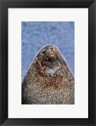Framed Kerguelen Fur Seal, Antarctic Fur Seal, South Georgia, Sub-Antarctica Print