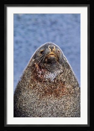 Framed Kerguelen Fur Seal, Antarctic Fur Seal, South Georgia, Sub-Antarctica Print