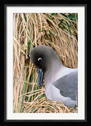 Framed Light-mantled Albatross nesting. South Georgia, Antarctica. Print