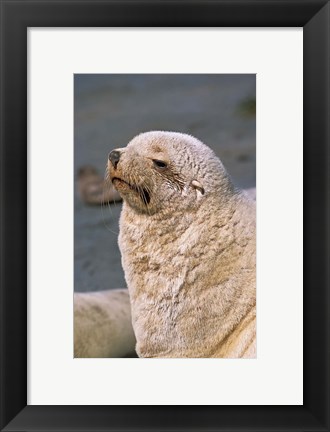 Framed White Seal, South Georgia, Sub-Antarctica Print