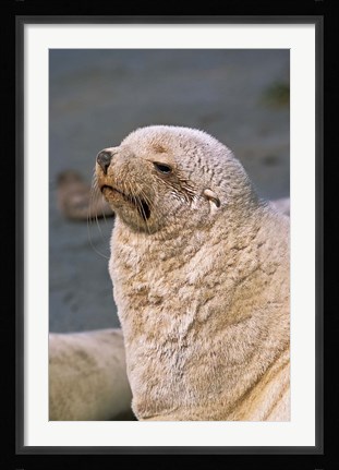 Framed White Seal, South Georgia, Sub-Antarctica Print