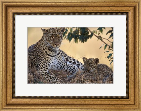 Framed Leopard and Cub Resting, Masai Mara Game Reserve, Kenya Print
