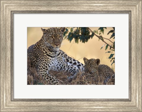 Framed Leopard and Cub Resting, Masai Mara Game Reserve, Kenya Print