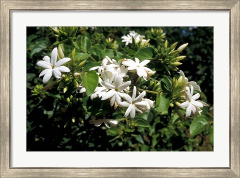 Framed Jasmine Flowers in Bloom, Madagascar Print