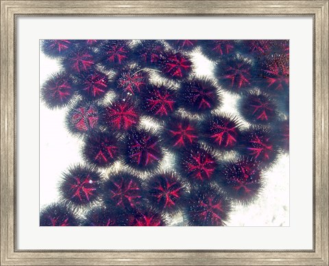 Framed Marine life, Sea urchins, Sarodrano, Madagascar Print