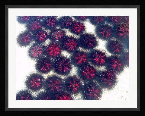 Framed Marine life, Sea urchins, Sarodrano, Madagascar Print