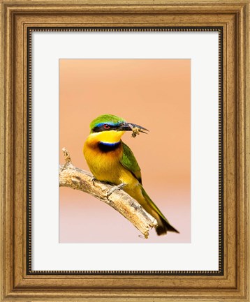 Framed Little Bee-eater Bird on limb with bee in beak, Kenya Print