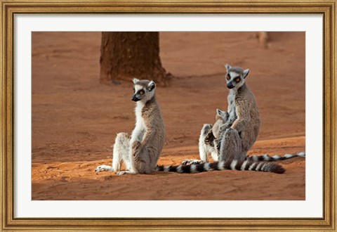 Framed Madagascar, Berenty Reserve. Ring-tailed Lemurs Print