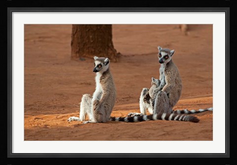 Framed Madagascar, Berenty Reserve. Ring-tailed Lemurs Print