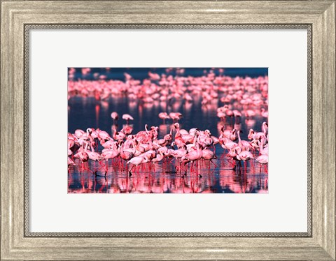 Framed Lesser Flamingos, Lake Nakuru, Kenya Print
