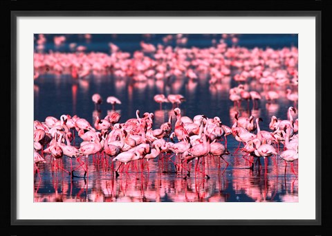 Framed Lesser Flamingos, Lake Nakuru, Kenya Print