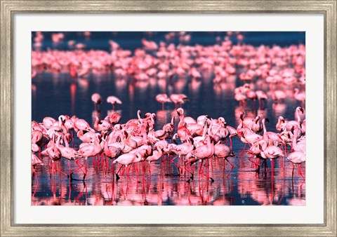 Framed Lesser Flamingos, Lake Nakuru, Kenya Print