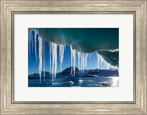 Framed Icicle hangs from melting iceberg by Petermann Island, Antarctica. Print