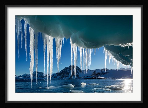 Framed Icicle hangs from melting iceberg by Petermann Island, Antarctica. Print