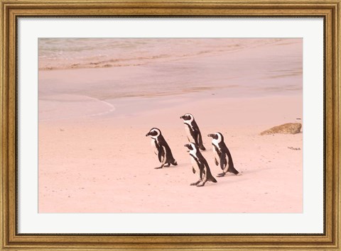 Framed Jackass Penguins at the Boulders, near Simons Town, South Africa Print