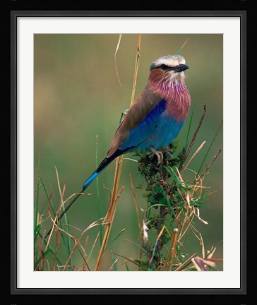 Framed Lilac Breasted Roller, Masai Mara, Kenya Print