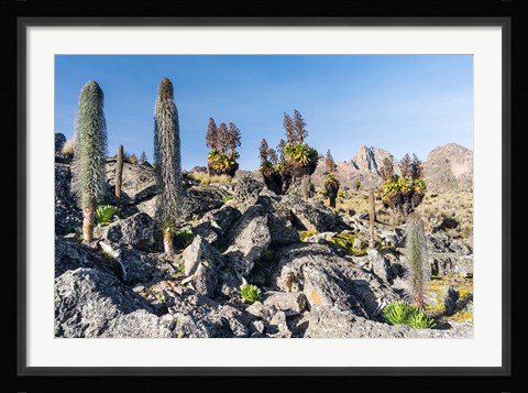 Framed Landscape, Mount Kenya National Park, Kenya Print