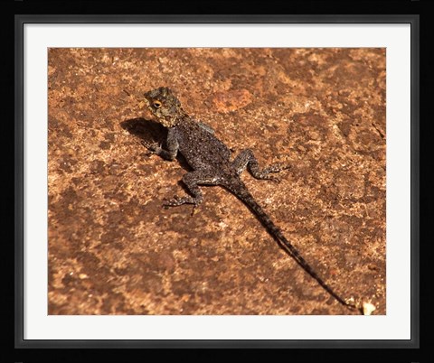 Framed Malawi; Zomba; Brown lizard, Zomba Mountain Lodge Print