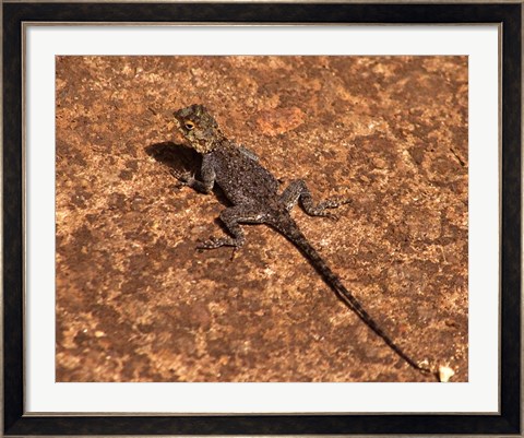 Framed Malawi; Zomba; Brown lizard, Zomba Mountain Lodge Print