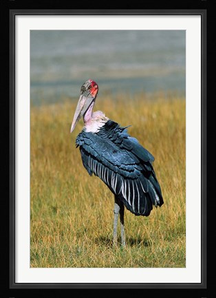 Framed Marabou Stork, Kenya Print