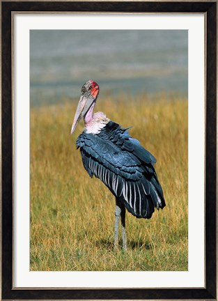 Framed Marabou Stork, Kenya Print
