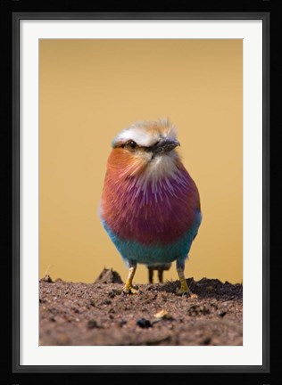 Framed Lilac-breasted Roller bird, Maasai Mara, Kenya Print