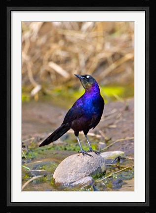Framed Longtailed Glossy Starling bird, Maasai Mara Kenya Print