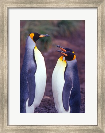 Framed King Penguins, South Georgia Island, Antarctica Print