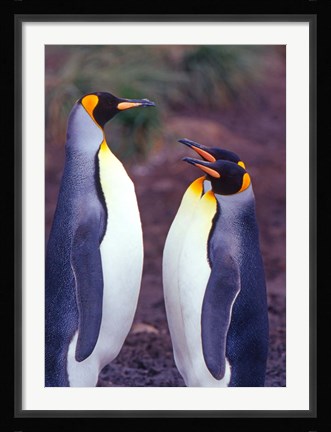 Framed King Penguins, South Georgia Island, Antarctica Print