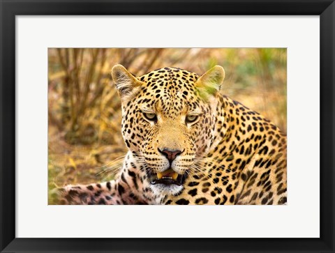 Framed Leopard Profile at Africat Project, Namibia Print