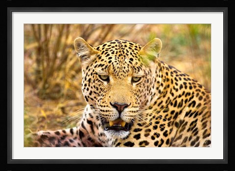 Framed Leopard Profile at Africat Project, Namibia Print