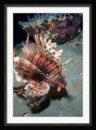 Framed Lionfish at Daedalus Reef Print