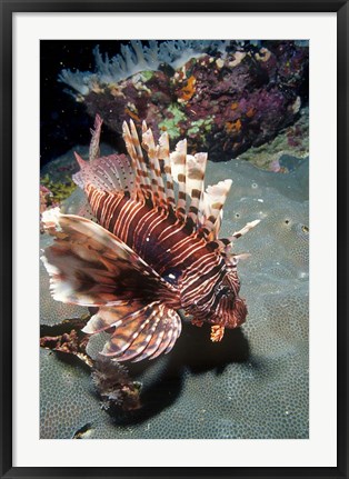 Framed Lionfish at Daedalus Reef Print
