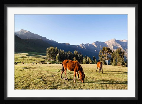 Framed Horse herd grazing, Arkwasiye, Highlands of Ethiopia Print