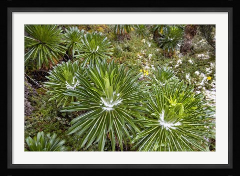 Framed Lobelia wollastoni in fresh snow, Ruwenzori, Uganda Print
