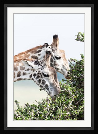 Framed Maasai Giraffe, Maasai Mara Game Reserve, Kenya Print