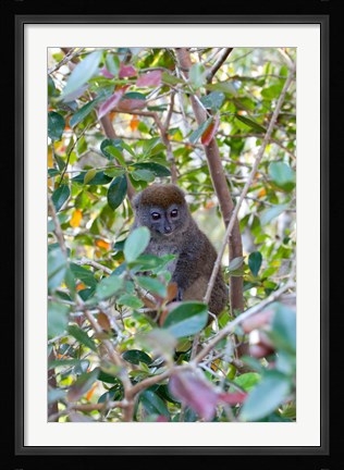 Framed Madagascar, Perinet, Eastern Grey Bamboo Lemur Print