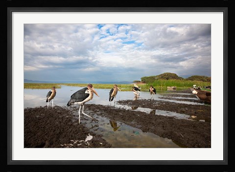 Framed Marabou Storks, fish market in Awasa, Ethiopia Print