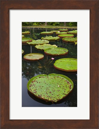 Framed Mauritius, Botanical Garden, Giant Water Lily flowers Print