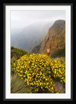 Framed Yellow flowers, Semien Mountains National Park, Ethiopia Print