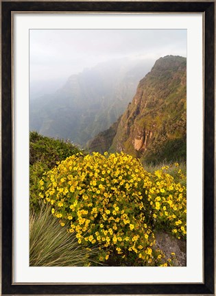 Framed Yellow flowers, Semien Mountains National Park, Ethiopia Print