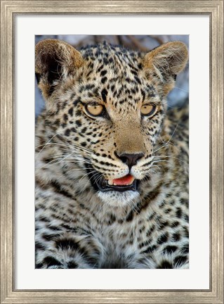 Framed Leopard Female Cub, Savuti Channal, Linyanti Area, Botswana Print