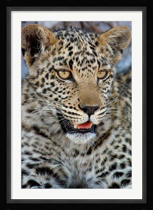 Framed Leopard Female Cub, Savuti Channal, Linyanti Area, Botswana Print