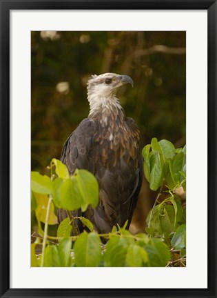 Framed Madagascar fish eagle, Ankarafantsika Nature Reserve Print