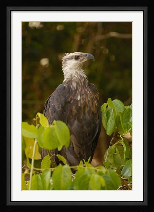 Framed Madagascar fish eagle, Ankarafantsika Nature Reserve Print