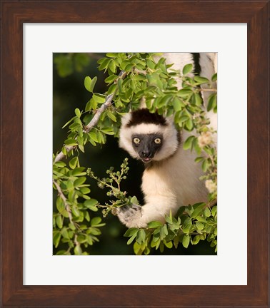 Framed Madagascar. Verreaux&#39;s sifaka hanging in tree. Print