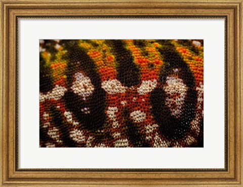 Framed Jewel chameleon skin, lizard, MADAGASCAR Print