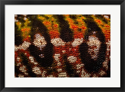 Framed Jewel chameleon skin, lizard, MADAGASCAR Print