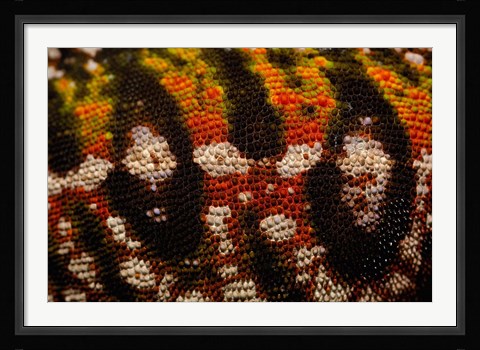 Framed Jewel chameleon skin, lizard, MADAGASCAR Print